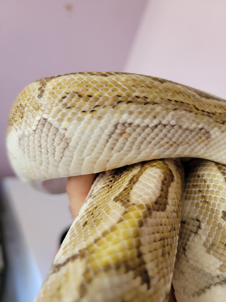 Scale rot in ball pythons - Ball Pythons - MorphMarket Reptile Community