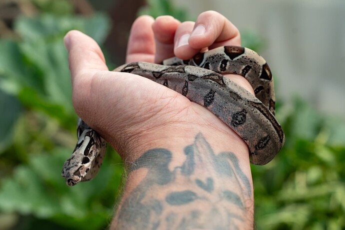 Jungle het kahl 1st-1