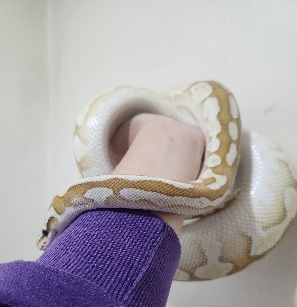 Help id my ball python morph please! - Ball Pythons - MorphMarket ...