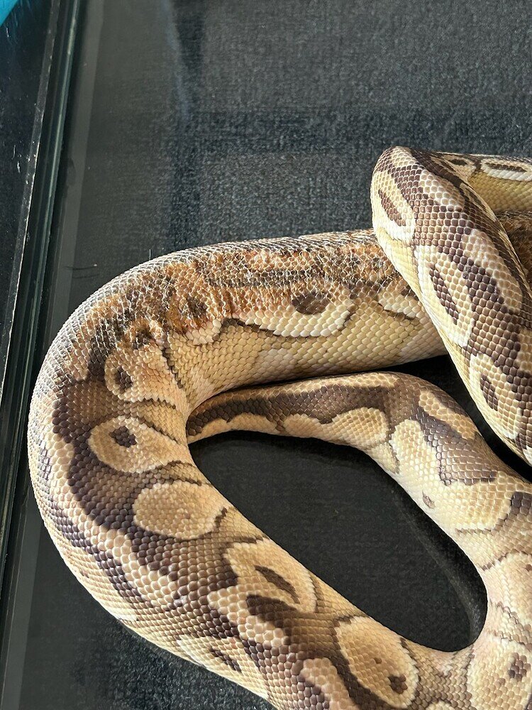 Please help, is this stuck shed? - Ball Pythons - MorphMarket Reptile ...
