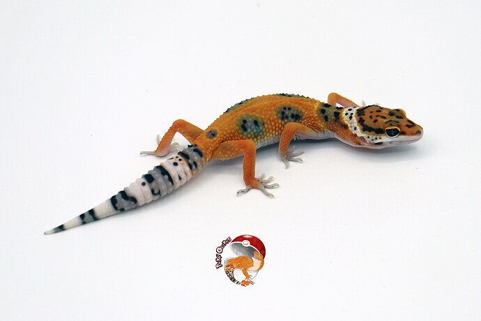 Clown X Electric Hiss (Low Ph Raptor) Leopard Gecko by Poké Geckos2
