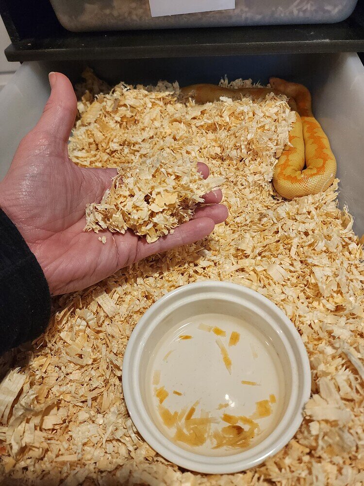 Best substrate for sand boa Enclosures & Setups MorphMarket Reptile