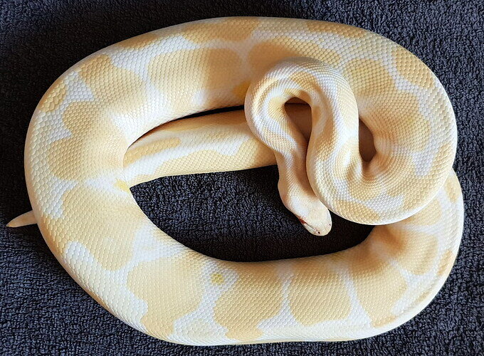 Albino F