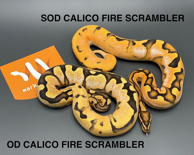 sod cal fire scrambler vs od cal fire scrambler