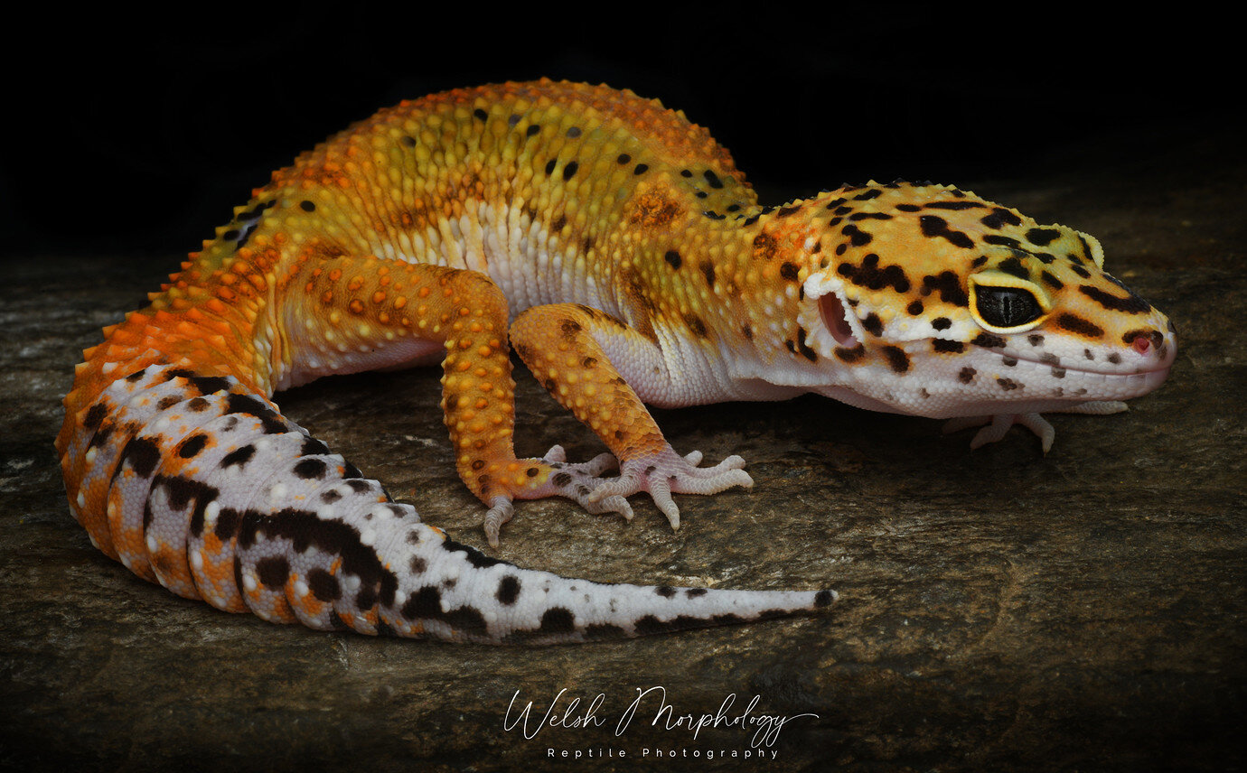 Electric Tangerine Afghan - Leopard Geckos - MorphMarket Reptile Community