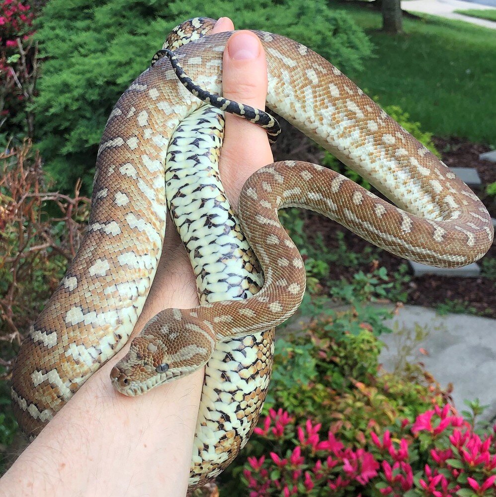 Big red snake - Carpet Pythons - MorphMarket Reptile Community