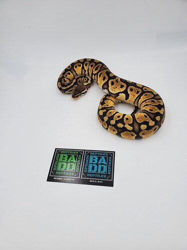 Pastel Sherg Ball Python by BADD Reptiles