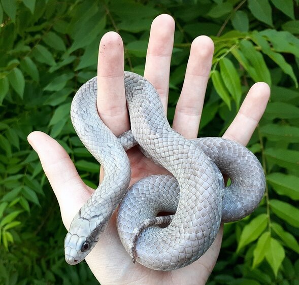 Patternless Lavender False Water Cobra! - Other Colubrids - MorphMarket ...