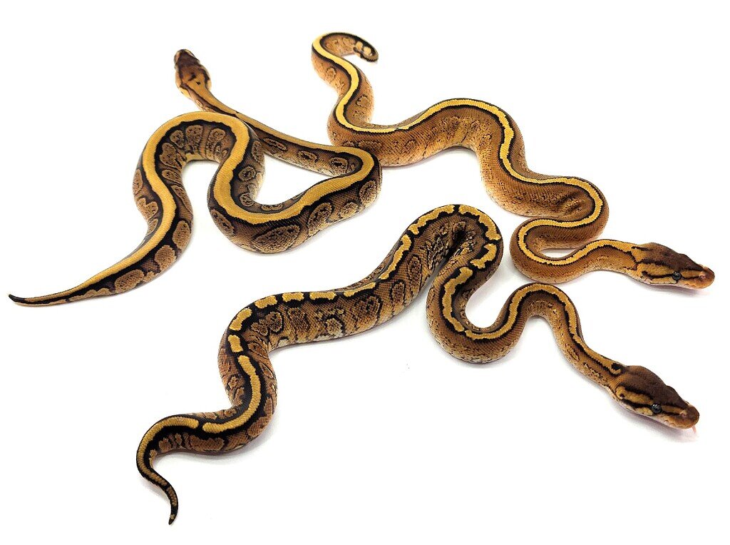 Painted Python's Paint combos - Ball Pythons - MorphMarket Reptile Community