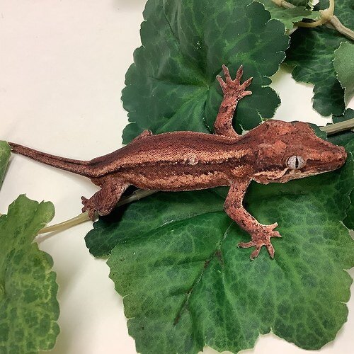 Red Base Red Stripe- Gargoyle Gecko- Male #SF02 by BHB Reptiles