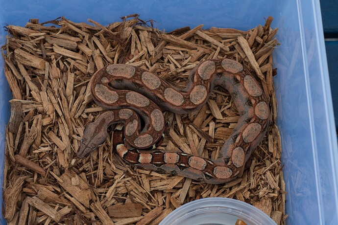 Kahl sheds 12.2025-3