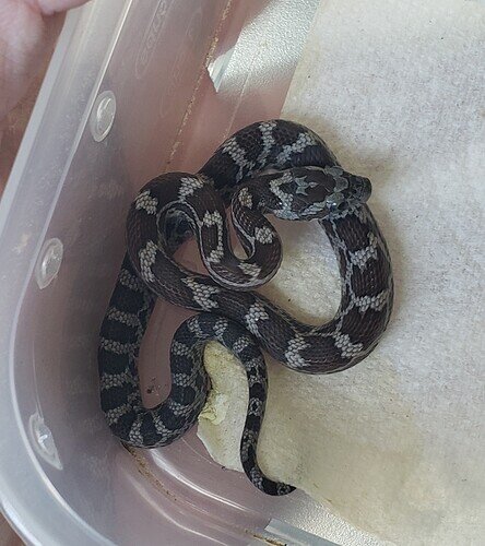 gray baby corn snake