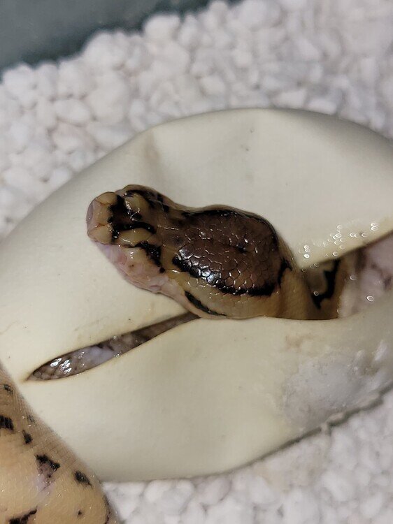 Birth Deformity - Ball Pythons - MorphMarket Reptile Community