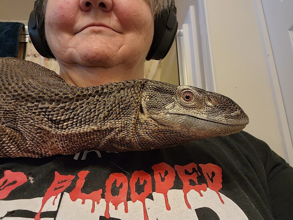 Thunder Lizard is handicapped ( Monitors MorphMarket Reptile Community