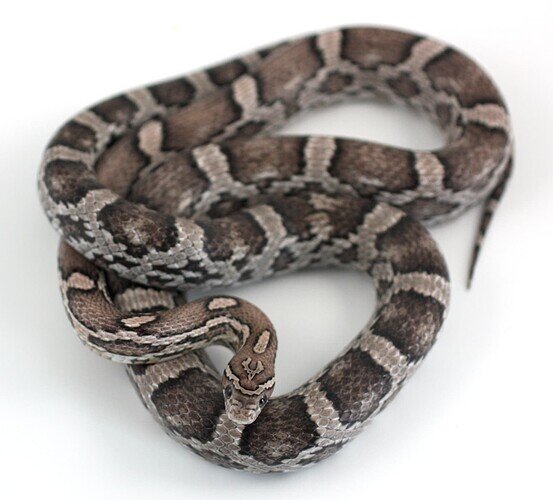 dark and light gray corn snake