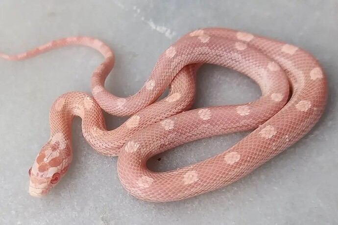 AT23-5M red factor snow