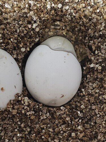 corn snake egg with small slit and fluid leaking out