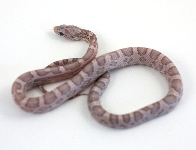gray baby corn snake