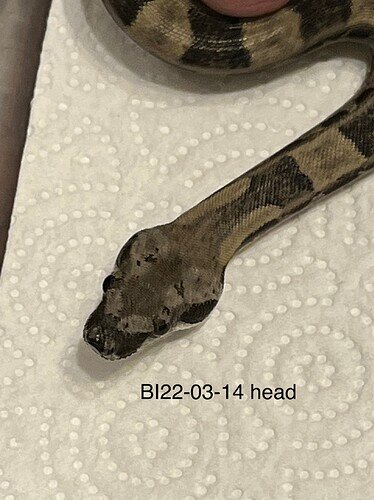 BI22-03-14 head
