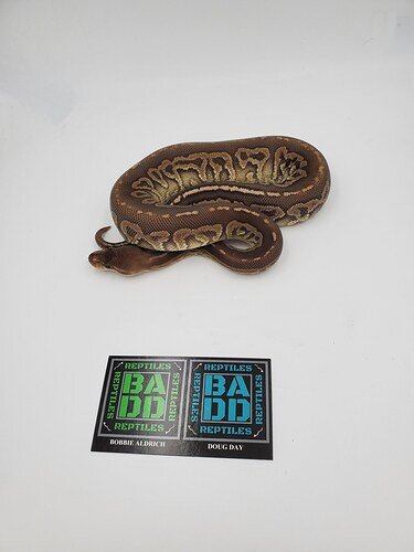 Gargoyle Sherg Ball Python by BADD Reptiles