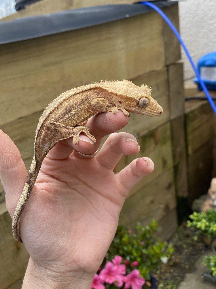 Crested Gecko Morph / Trait Guide - Crested Geckos - MorphMarket ...