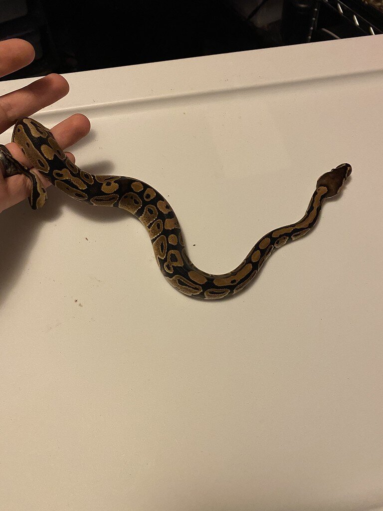 Normal morph? - Ball Pythons - MorphMarket Reptile Community