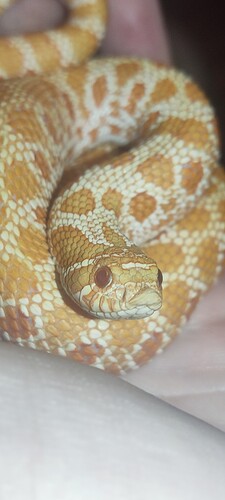 IMG_20250303_192034