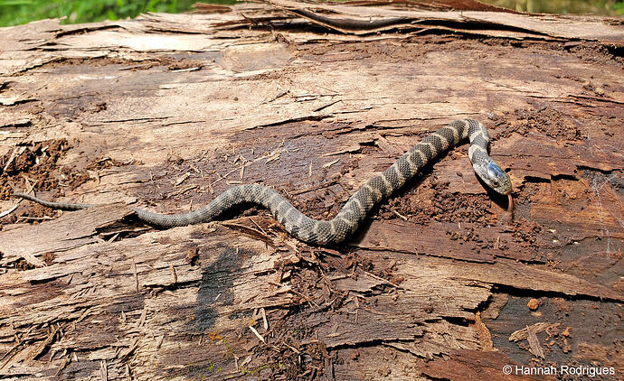 northern_watersnake_hannah_rodrigues