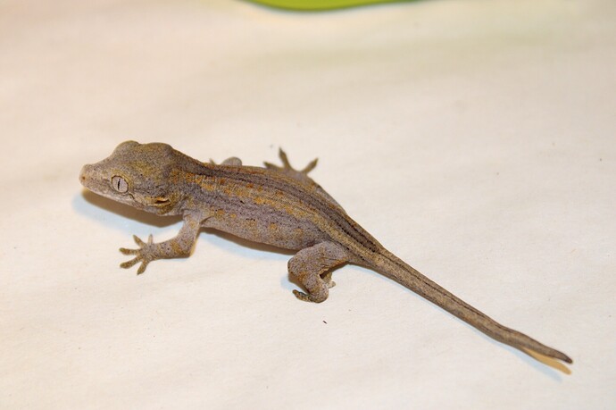 80610DDA-960B-4129-8418-153BD44AA930