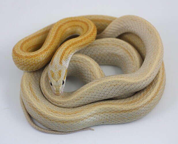 striped yellow corn snake