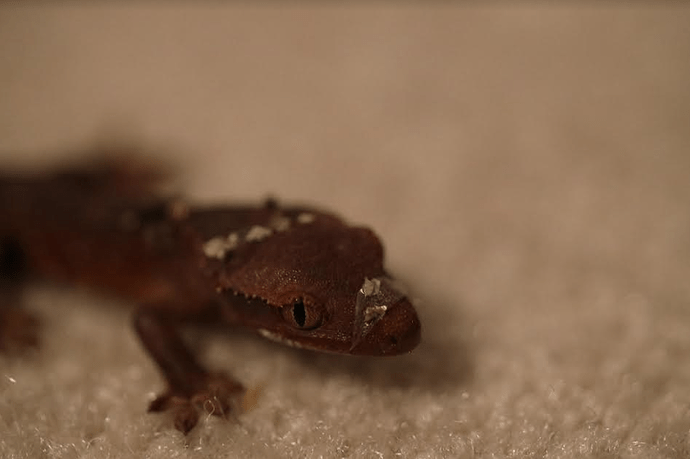 Screenshot 2022-06-05 7.17.20 PM