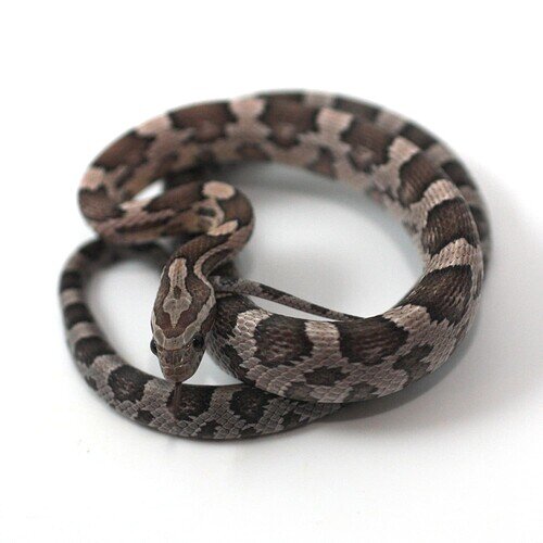 gray and pink baby corn snake