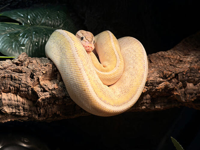July ’26 POTM by @southriverreptiles