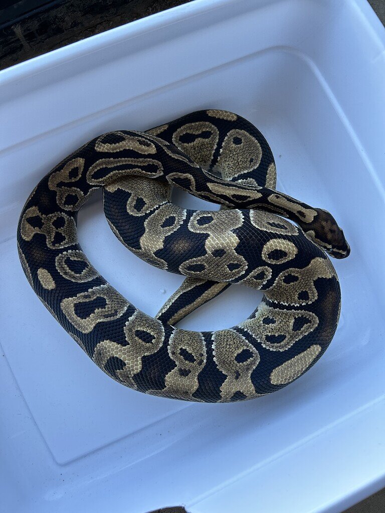 It’s a bird! It’s a plane! Oh…no, it’s a morph ID! - Ball Pythons ...