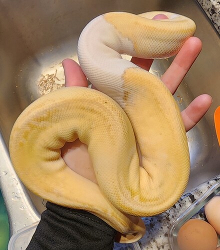 Screenshot_20260314_011355_Gallery(1)