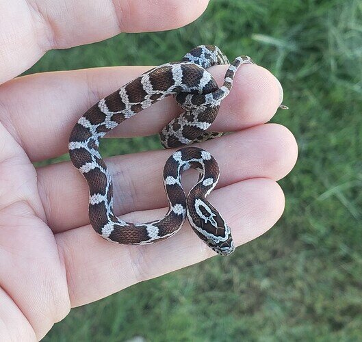 red and silver baby corn snake in hand