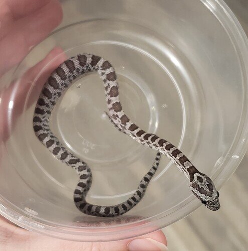 gray baby corn snake with lump in belly