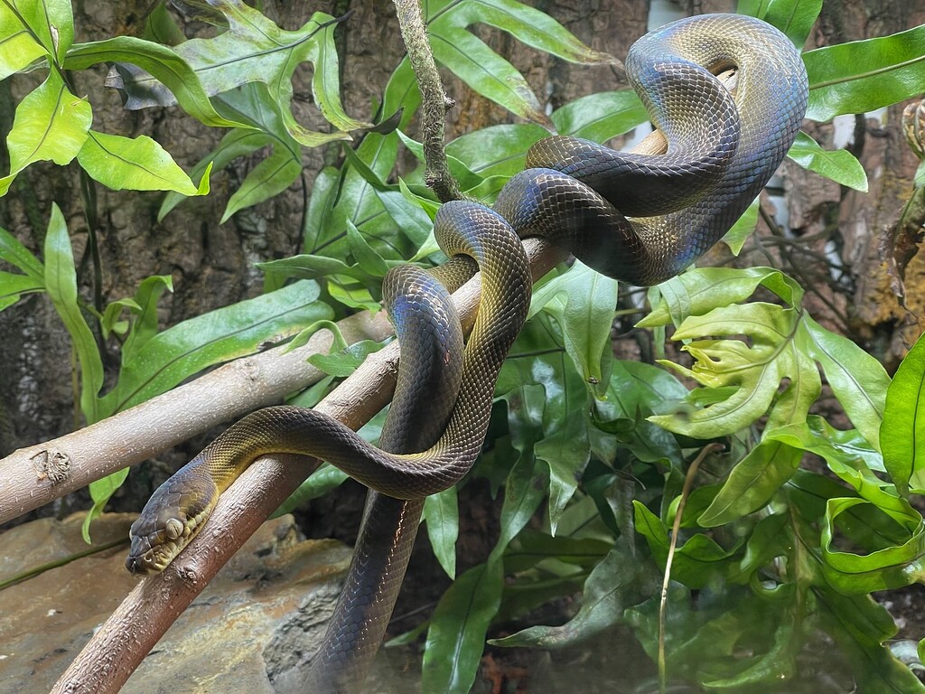 Simalia nauta - Other Pythons - MorphMarket Reptile Community