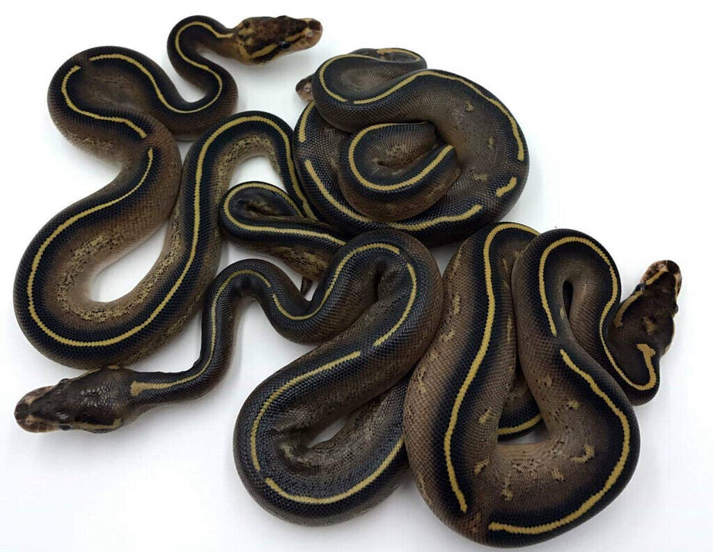 Double Freeway Ball Python Cool looking Freeway, with a lesson! - Ball Pythons - MorphMarket ...