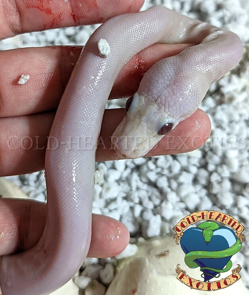 World's First Retic combo! By complete surprise! - Reticulated Pythons ...
