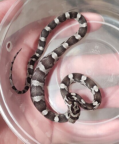 black and white baby corn snake with full belly