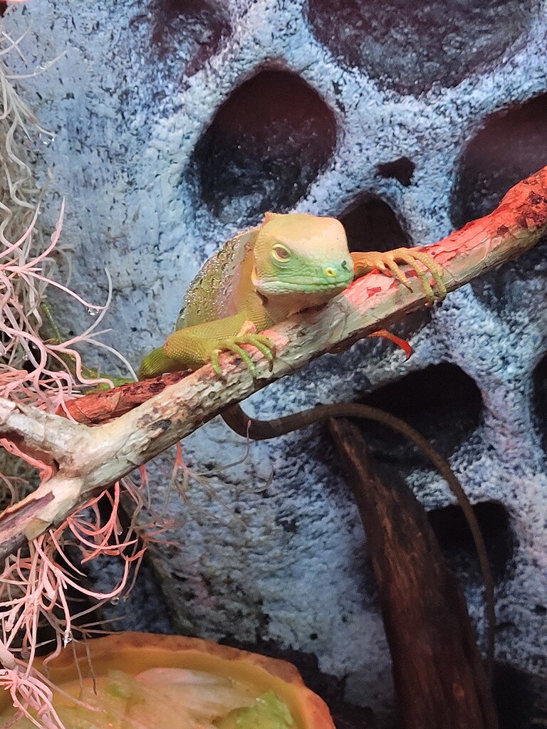 New Job and new faces! All Reptiles MorphMarket Reptile Community