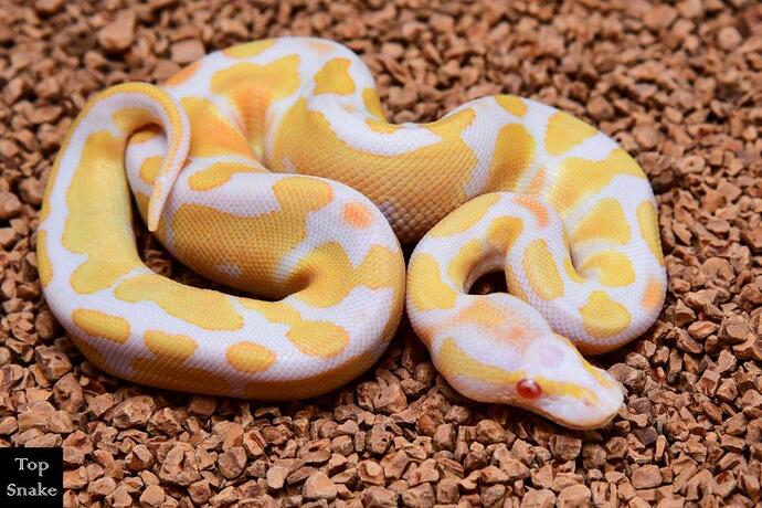 HOG (Super) albino het pied
