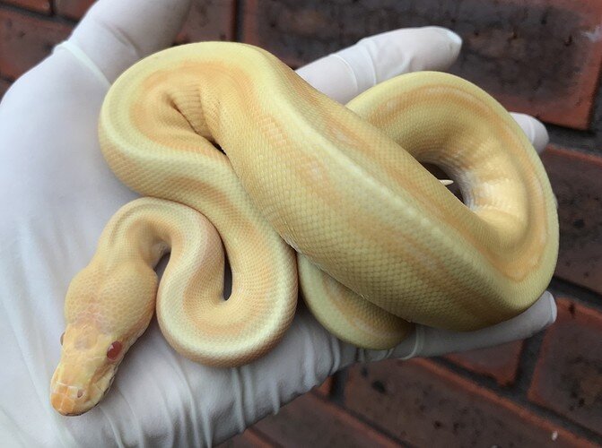 Albino GeneticStripe Ball Python by  2020 260g