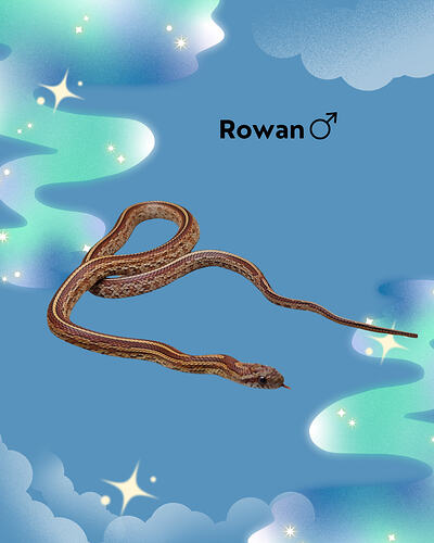 Rowan