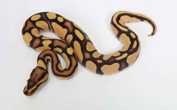 Fire Bang 50% Het Clown Ball Python by Sterling Nelson