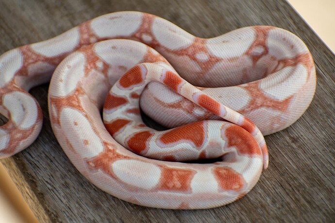 DudexCali kahl poss jungle cu