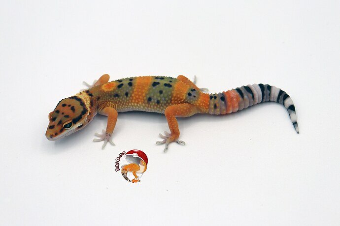 Clown X Electric Hiss (Low Ph Raptor) Leopard Gecko by Poké Geckos3