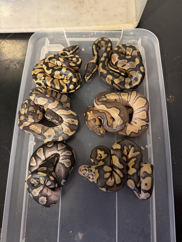 Identification assistance - Ball Pythons - MorphMarket Reptile Community