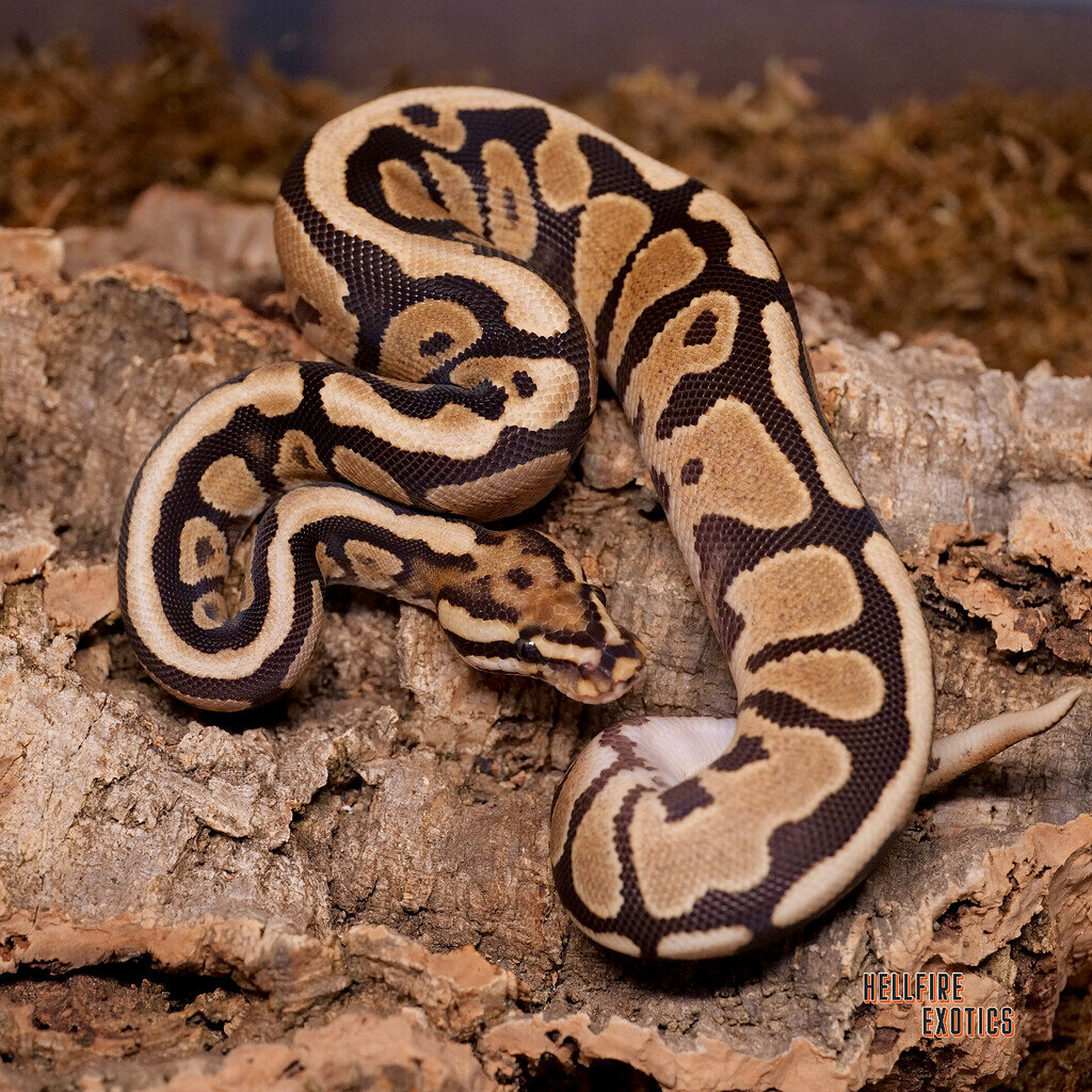 Fire Spotnose het Hypo - Ball Pythons - MorphMarket Reptile Community